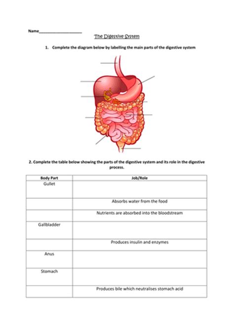 Digestive System Worksheet By Clairemcdowall Teaching Resources Tes