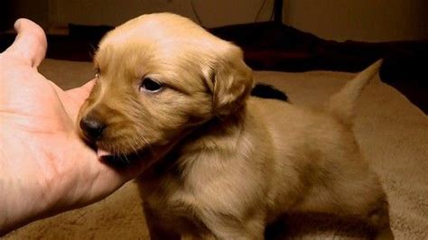 Check spelling or type a new query. Golden Retriever puppy for sale in AVA, MO. ADN-59947 on ...