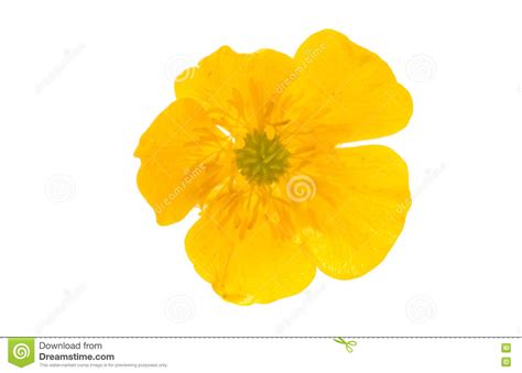Yellow Spring Flower Isolated Stock Image Image Of Flores Gorgeous