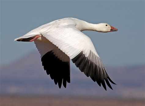 Downbeat Snow Flight Snow Goose Goose Hunting Bird Life List