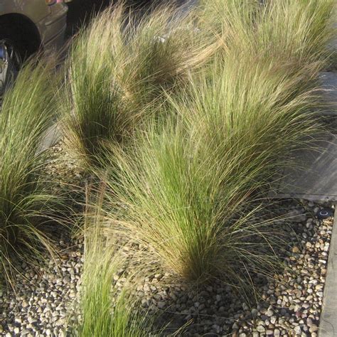 A common kind of grass is used to cover the ground in a lawn and other places. Pony Tails Mexican Feather Grass Plant for Sale | Free ...