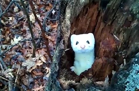 Adorable Weasel Is Awfully Camera Shy Video Ermine Stoat