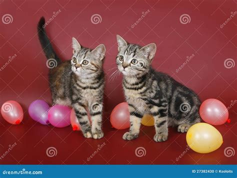Two Kitten With Balloons Stock Photo Image Of Color 27382430