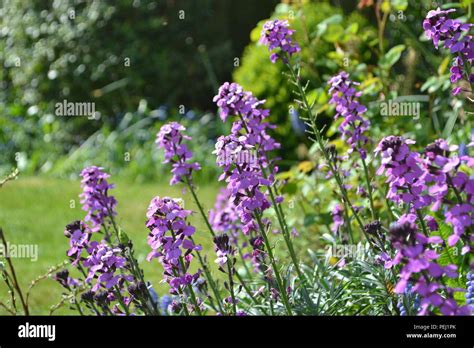 Wallflowers Erysimumin In A Traditional English Garden Stock Photo