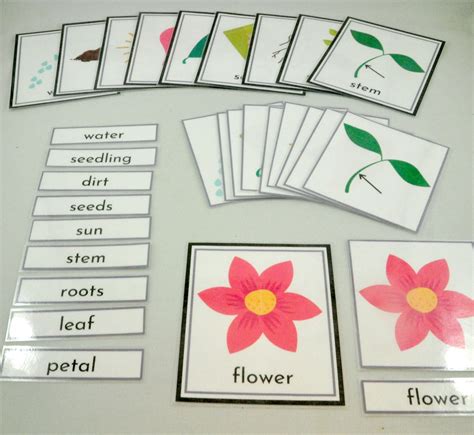 Plant Parts And Needs Flash Cards Flower Diagram Montessori Etsy Canada
