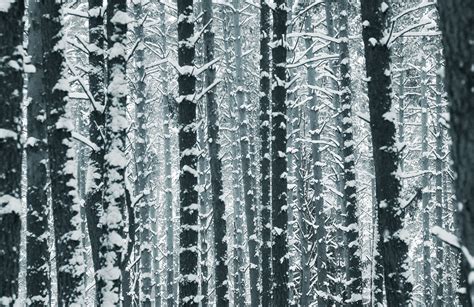 무료 이미지 분기 검정색과 흰색 서리 얼음 무늬 자작 나무 커튼 단색화 조명 자료 인테리어 디자인 직물