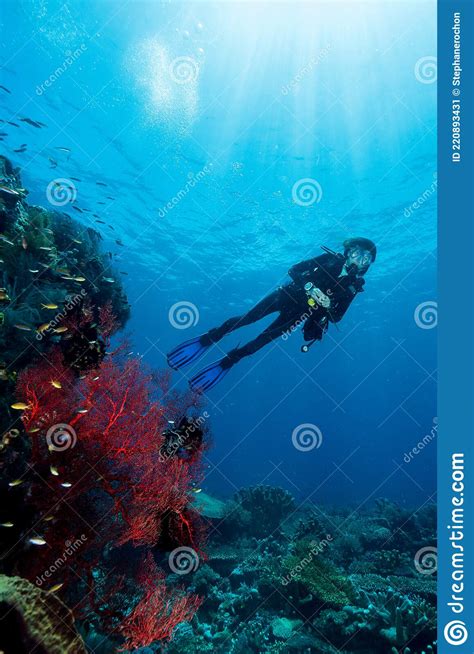 Woman Diver Underwater Over A Colorful Tropical Reef With Sea Fan Coral And Sponge Stock Image