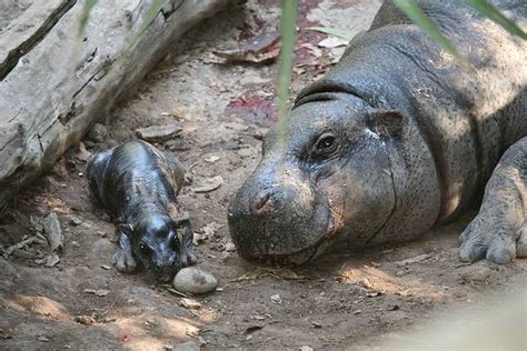 Chile Nacimiento De Hipopótamo Pigmeo En El Buin Zoo Es Un Hito A
