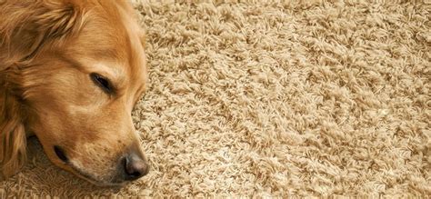 How to get rid of dog urine and stains on carpet? How to Clean Dog Poop Out of Carpet | Carpet cleaning ...