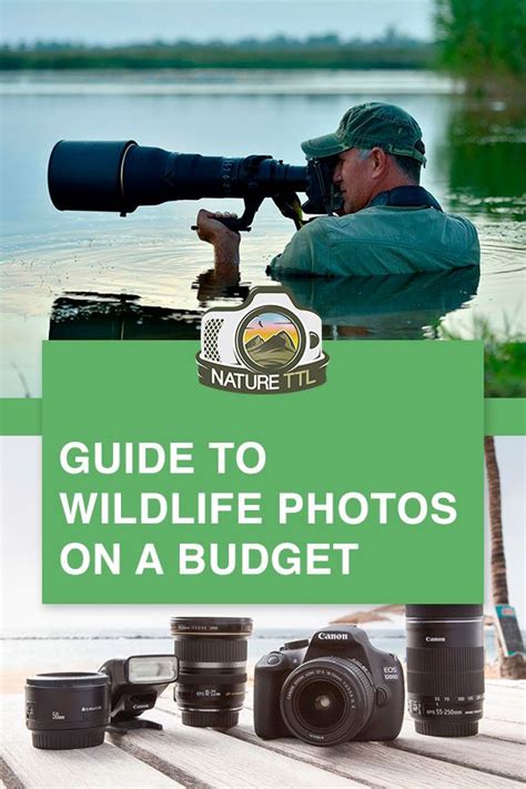 The Ultimate Guide To Wildlife Photography On A Budget Wildlife