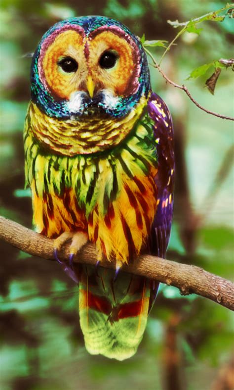 Petkin Idea Rainbow Owl Its A Very Rare Species And Would Be Nice