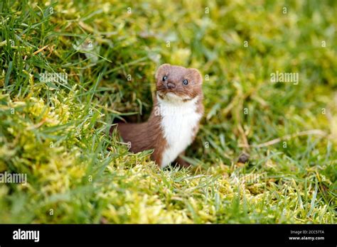 Stoat Or Short Tailed Weasel Mustela Erminea Stock Photo Alamy
