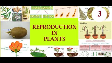 Reproductio In Plants Part 3 Class 7 Vegetative Propagation Natural Methods Youtube
