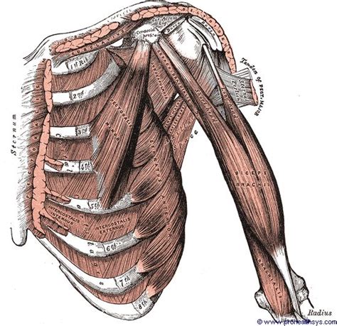 Muscles And Fascia Of The Shoulder Prohealthsys