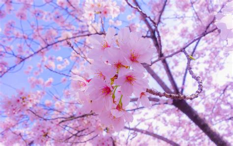 Download Wallpaper 3840x2400 Sakura Flowers Bloom