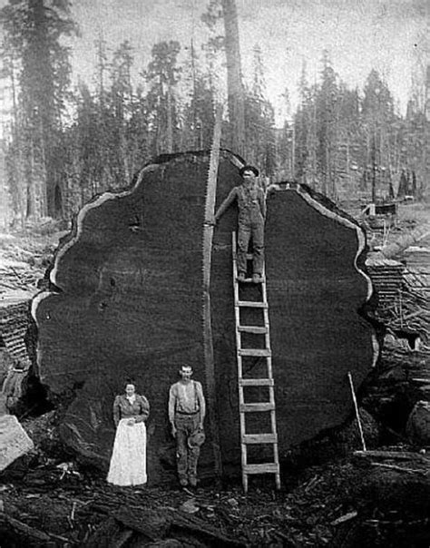 87 Must See Historic Moments In Photographs Giant Tree Big Tree Old