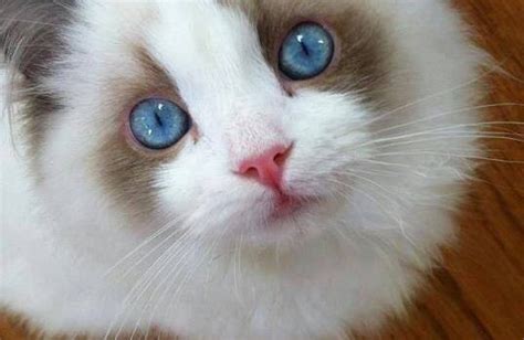 Cute Cats With Beautiful Eyes Amir Younis Najam