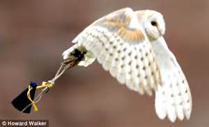 According to one estimate, a female barn owl in captivity was found to consume an average of 60.5 grams each day. 'I do tu-whit tu-whoo': Ring-bearing owl is trained to ...