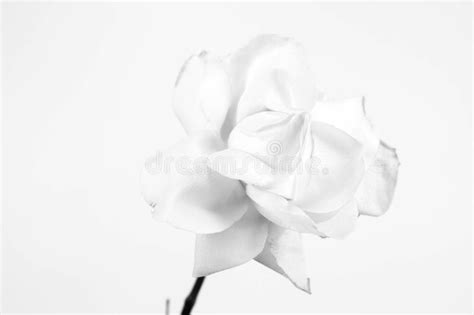 White Roses Stock Photo Image Of Flora Isolated White 93185662
