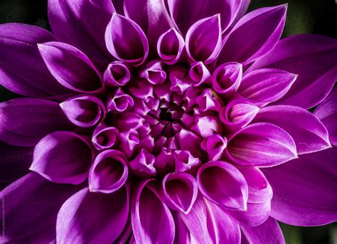 Vivid Violet Dahlia Flower Heads In Close Up By Stocksy Contributor