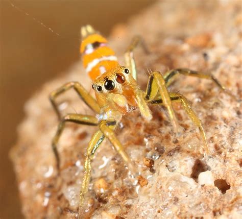 Jumping Spider Salticidae Cosmophasis Bitaeniata Flickr