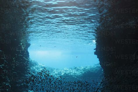 School Of Fish Swimming Underwater Vavau Tonga Pacific Ocean Stock