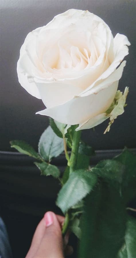 Mawar Putih Mawar Putih Bunga Bakung Bunga