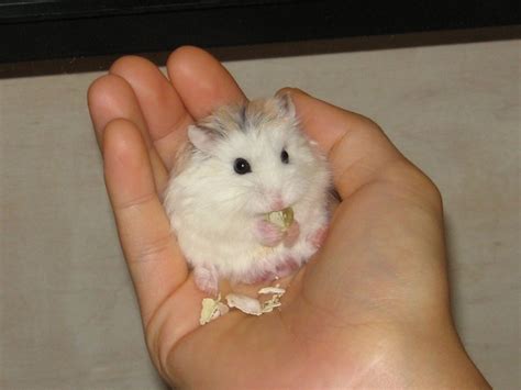 Pregnant Roborovski Dwarf Hamster Escapeauthority Com