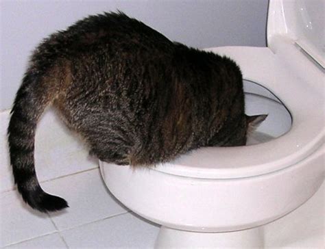 Can Cats Nd Dogs Drink From The Toilet