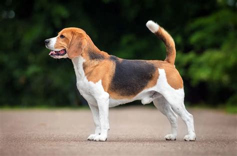 16 Unbelievable Facts About Basset Hound