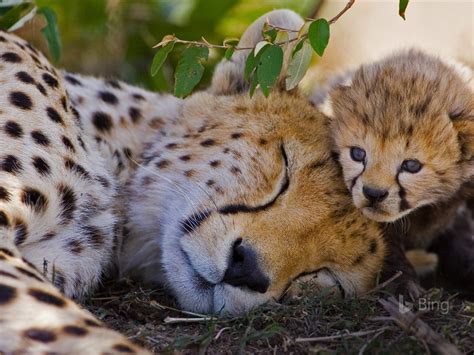 Kenya Cheetah Masai Mara National Reserve 2017 Bing Desktop Wallpaper