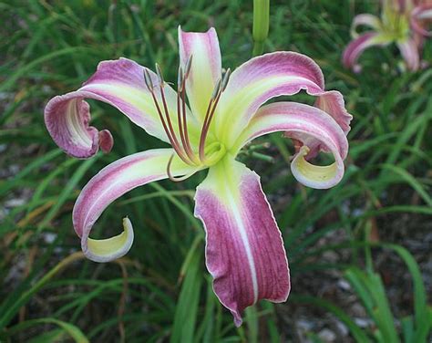 Charlottesville Daylily Club Tomorrow Is Another Day