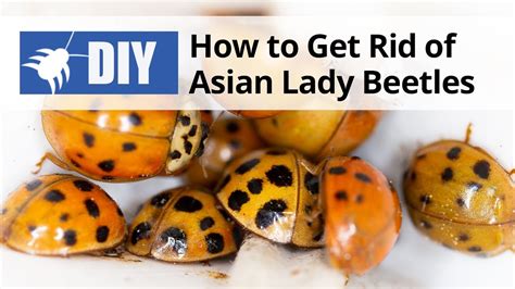 How To Get Rid Of Asian Lady Beetles Youtube