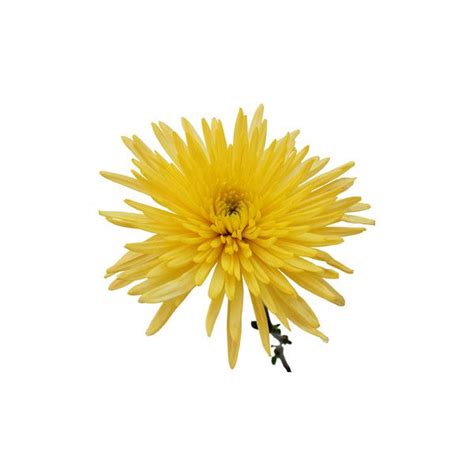 Anastasia Super Spider Yellow Flowers liked on Polyvore | Flowers, Yellow flowers, Freesia flowers