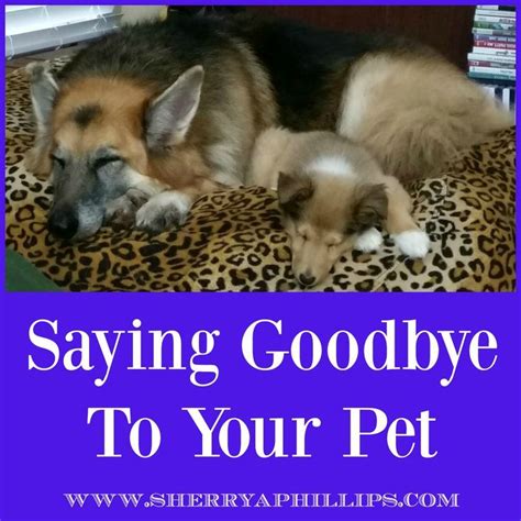 Saying Goodbye To Your Pet At Sherryaphillipsc When Is It Time To