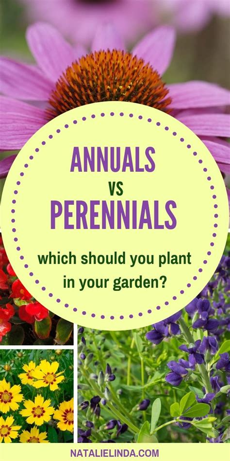 The Important Differences Between Annuals Vs Perennials Learn Why You