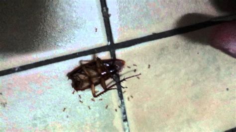 A Cockroach Without Head Still Alive Eaten By Ant Youtube
