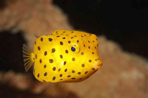 Top Ten Weirdest Fish Unique Fish Photo