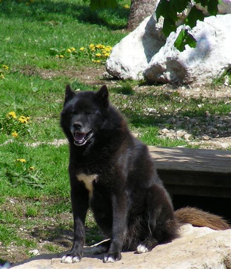 All Black Siberian Husky For Pinterest