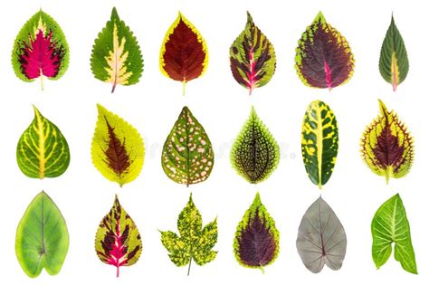 Exotic Leaf Collection Set Stock Image Image Of Summer 29493077