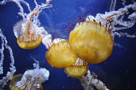 Jellyfish Kids Britannica Kids Homework Help
