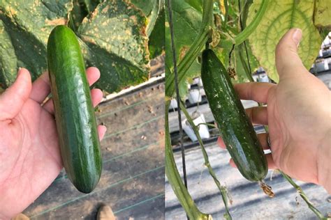 Cucumber Seeds Giving Abundant Results Good Fruit Vegetables QLD