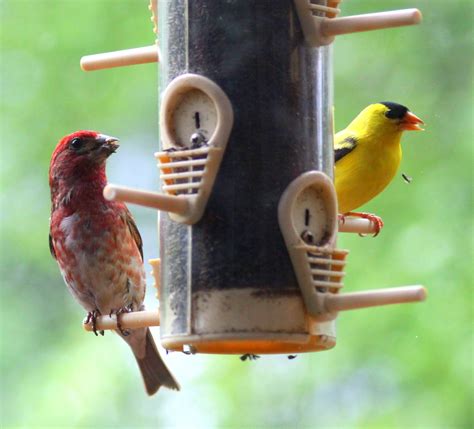 Caught in north georgia, usa 7/13/2018the yellow finches are normally long gone north by now to escape the heat. The Retirement Chronicles: Summer Birds!