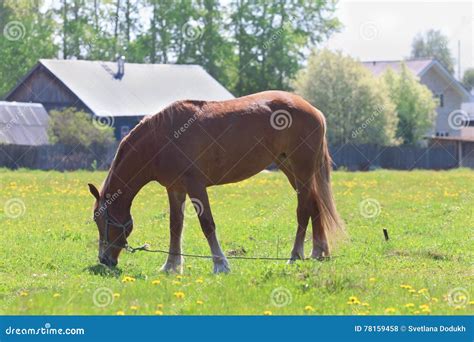 Brown Beautiful Horse Eats Fresh Green Grass In Field Stock Photo