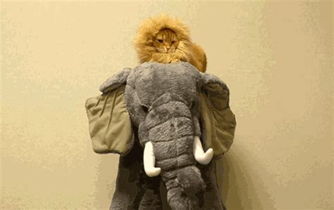 In The Jungle The Mighty Jungle The Lion Sleeps Tonight  On Imgur