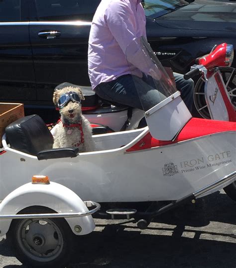 Dog Wearing Stylish Goggles Riding In A Motorcycle Sidecar Raww