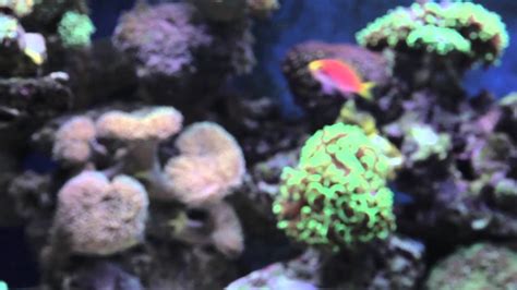 Ocean Life Aquatics 720 Litre In Wall Coral Reef Aquarium