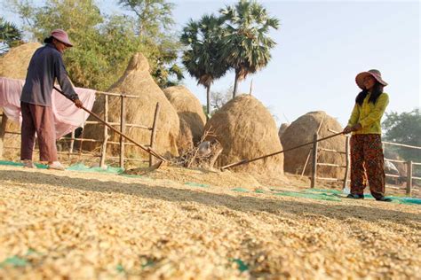 Rice Exports At Decade High Phnom Penh Post