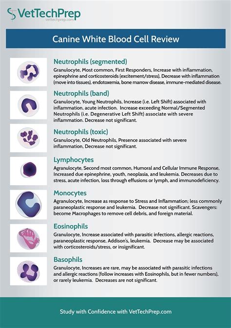 Infographic Canine White Blood Cell Review Artofit