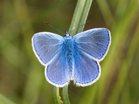 Top 10 National Trust Gardens To See Butterflies Saga